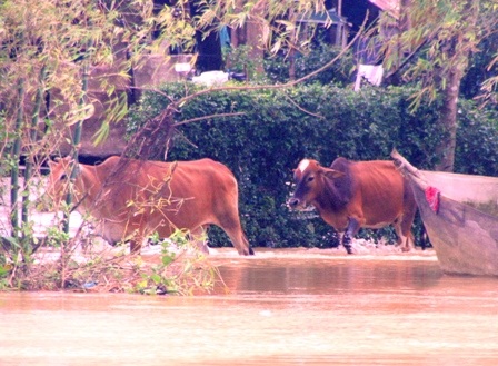 Huế: Trận lụt khác thường nhất kể từ sau “đại hồng thủy” 1999 - 11