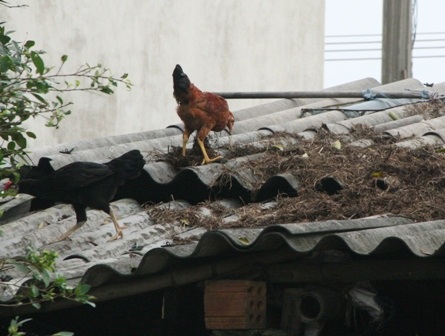 Huế: Trận lụt khác thường nhất kể từ sau “đại hồng thủy” 1999 - 13