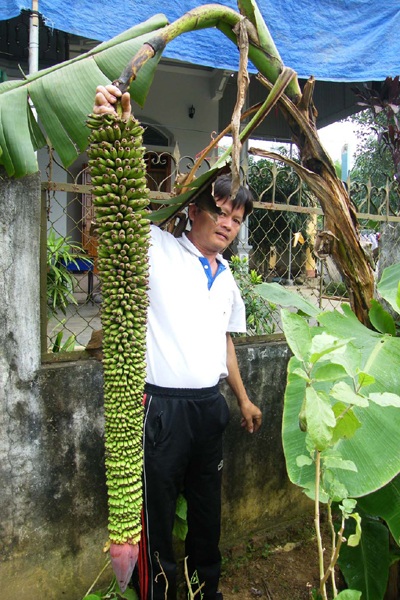 Buồng chuối trổ hơn 135 nải - 1