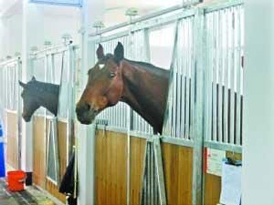 Chú ngựa đua đắt giá nhất tại Á Vận Hội Quảng Châu - 1 Chú ngựa đua đắt giá nhất tại Á Vận Hội Quảng Châu - 1