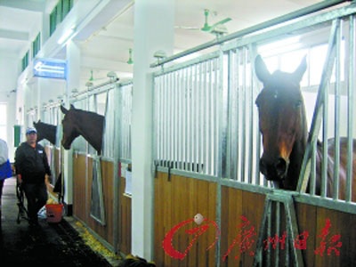 Chú ngựa đua đắt giá nhất tại Á Vận Hội Quảng Châu - 2 Chú ngựa đua đắt giá nhất tại Á Vận Hội Quảng Châu - 2