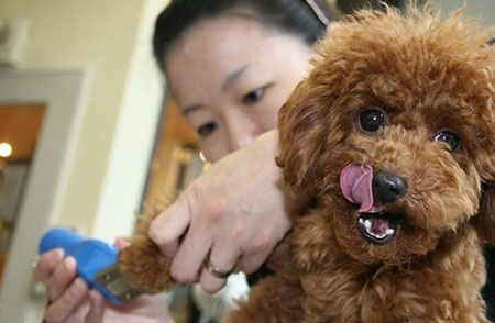 Nở rộ thời trang cho vật cưng ở Nhật - 1