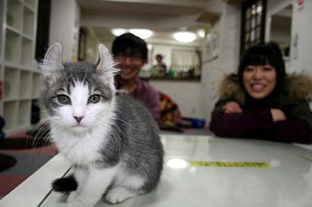 Nở rộ thời trang cho vật cưng ở Nhật - 10