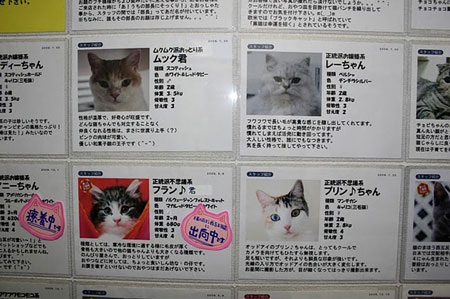 Nở rộ thời trang cho vật cưng ở Nhật - 11