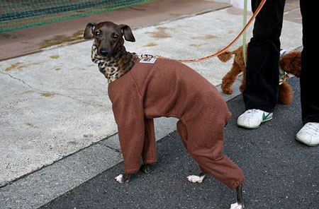 Nở rộ thời trang cho vật cưng ở Nhật - 2