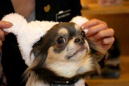 Nở rộ thời trang cho vật cưng ở Nhật - 5