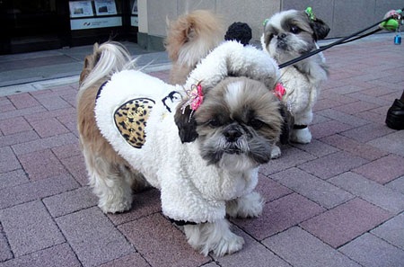 Nở rộ thời trang cho vật cưng ở Nhật - 6