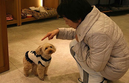 Nở rộ thời trang cho vật cưng ở Nhật - 8