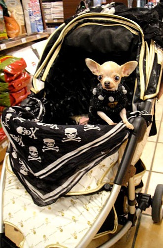 Nở rộ thời trang cho vật cưng ở Nhật - 9