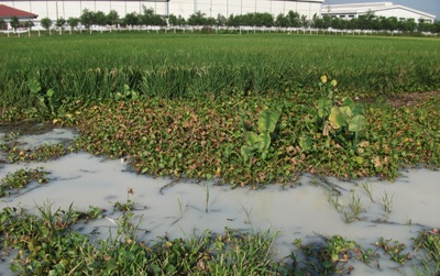 Sabeco Sông Lam gây ô nhiễm vượt 49 lần cho phép - 2