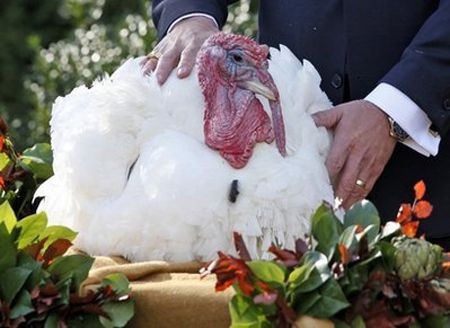 Tổng thống Obama “ân xá” cho gà tây - 10