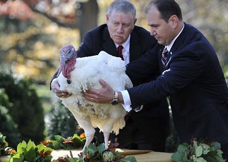 Tổng thống Obama “ân xá” cho gà tây - 4