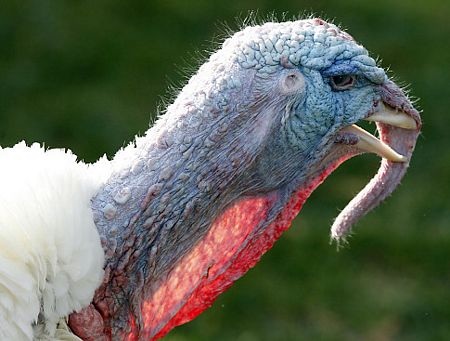 Tổng thống Obama “ân xá” cho gà tây - 2