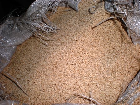 Tạm nhập, "quên" xuất 18 tấn hạt giống cây thuốc phiện - 1