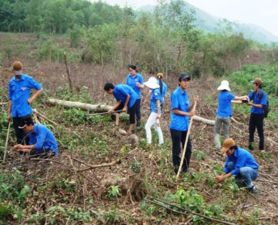 Phủ lại rừng bị lốc xoáy tàn phá ở bản Hạ Long - 1