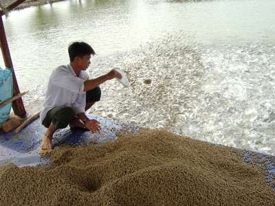 ĐBSCL: Giá thức ăn cá tra tăng kỷ lục - 1 ĐBSCL: Giá thức ăn cá tra tăng kỷ lục - 1