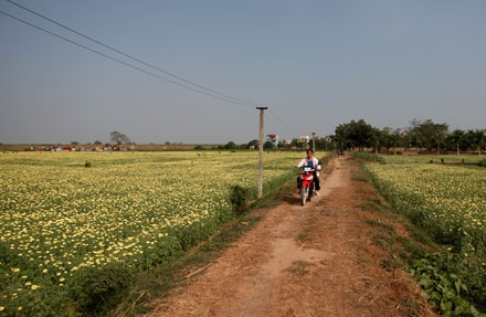 Trồng cải rồi để cho tàn - 6 Trồng cải rồi để cho tàn - 6