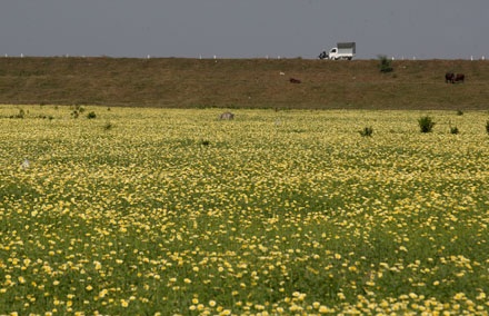 Trồng cải rồi để cho tàn - 3 Trồng cải rồi để cho tàn - 3