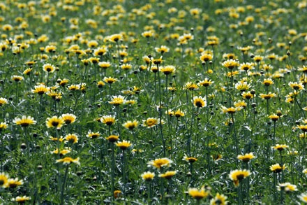 Trồng cải rồi để cho tàn - 4 Trồng cải rồi để cho tàn - 4