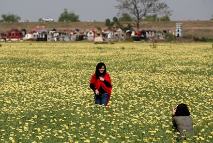 Trồng cải rồi để cho tàn - 9 Trồng cải rồi để cho tàn - 9