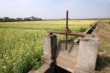 Trồng cải rồi để cho tàn - 2 Trồng cải rồi để cho tàn - 2