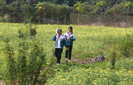 Trồng cải rồi để cho tàn - 5 Trồng cải rồi để cho tàn - 5