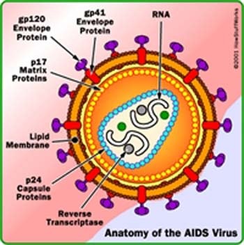 Dấu hiệu cơ thể chuyển sang giai đoạn AIDS - 1 Dấu hiệu cơ thể chuyển sang giai đoạn AIDS - 1