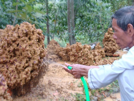 Đổ xô đi đào đá tổ ong bên chân núi Ngự Bình - 6 Đổ xô đi đào đá tổ ong bên chân núi Ngự Bình - 6