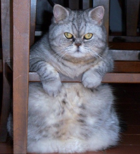 Siêu mẫu mèo béo - 2 Siêu mẫu mèo béo - 2