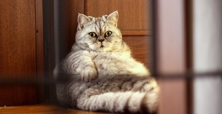 Siêu mẫu mèo béo - 3 Siêu mẫu mèo béo - 3