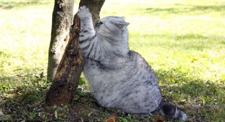 Siêu mẫu mèo béo - 4 Siêu mẫu mèo béo - 4