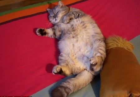 Siêu mẫu mèo béo - 5 Siêu mẫu mèo béo - 5