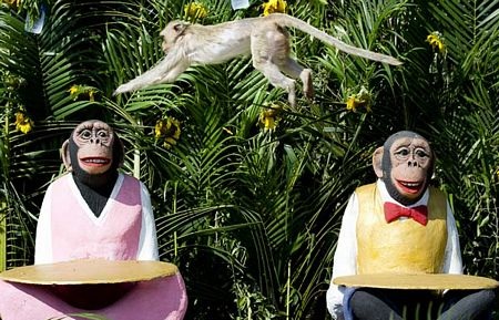 Thái Lan mở tiệc thết đãi... khỉ - 11