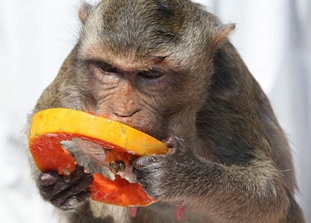 Thái Lan mở tiệc thết đãi... khỉ - 12