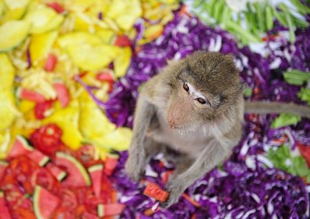 Thái Lan mở tiệc thết đãi... khỉ - 13