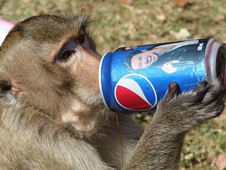 Thái Lan mở tiệc thết đãi... khỉ - 9