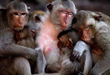 Thái Lan mở tiệc thết đãi... khỉ - 14