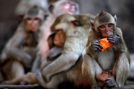 Thái Lan mở tiệc thết đãi... khỉ - 15