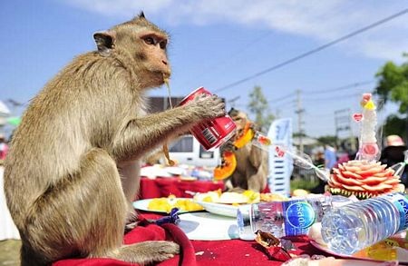 Thái Lan mở tiệc thết đãi... khỉ - 4