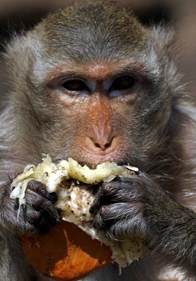 Thái Lan mở tiệc thết đãi... khỉ - 5