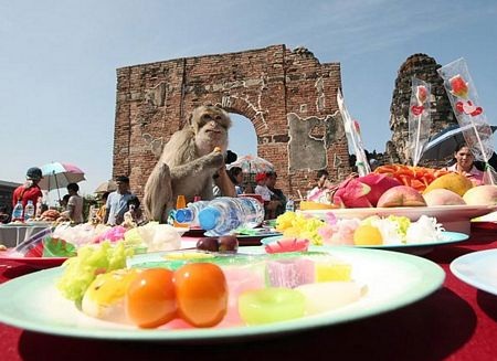 Thái Lan mở tiệc thết đãi... khỉ - 6