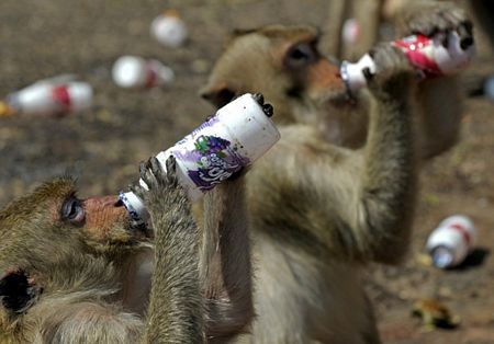 Thái Lan mở tiệc thết đãi... khỉ - 10