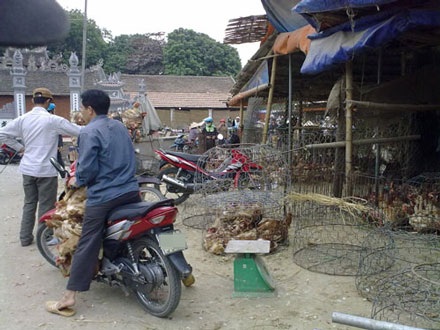 Đi lượm gà chết để làm... gà tần - 2 Đi lượm gà chết để làm... gà tần - 2