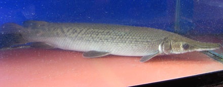 Ngỡ ngàng trước những động thực vật quý hiếm, khác lạ - 10 Ngỡ ngàng trước những động thực vật quý hiếm, khác lạ - 10