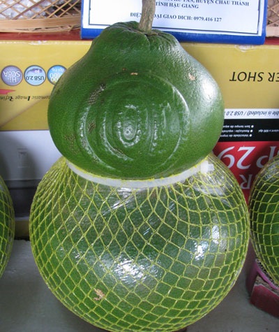 Ngỡ ngàng trước những động thực vật quý hiếm, khác lạ - 2 Ngỡ ngàng trước những động thực vật quý hiếm, khác lạ - 2