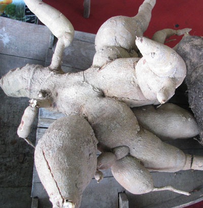 Ngỡ ngàng trước những động thực vật quý hiếm, khác lạ - 5 Ngỡ ngàng trước những động thực vật quý hiếm, khác lạ - 5