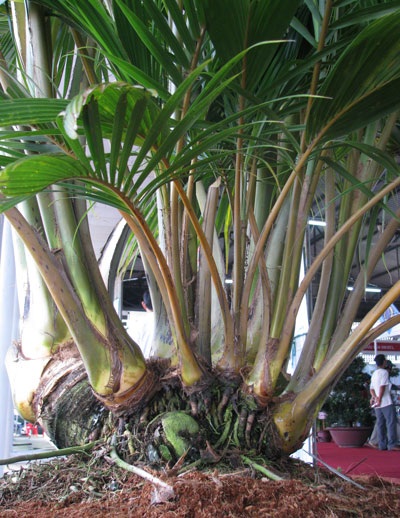 Ngỡ ngàng trước những động thực vật quý hiếm, khác lạ - 6 Ngỡ ngàng trước những động thực vật quý hiếm, khác lạ - 6