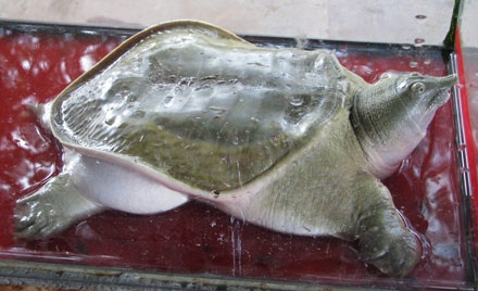 Ngỡ ngàng trước những động thực vật quý hiếm, khác lạ - 8 Ngỡ ngàng trước những động thực vật quý hiếm, khác lạ - 8