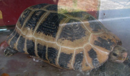 Ngỡ ngàng trước những động thực vật quý hiếm, khác lạ - 9 Ngỡ ngàng trước những động thực vật quý hiếm, khác lạ - 9