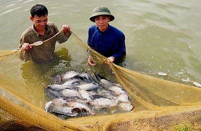 Thêm tôm và cá rô phi của Việt Nam bị đưa vào danh sách đỏ - 1 Thêm tôm và cá rô phi của Việt Nam bị đưa vào danh sách đỏ - 1
